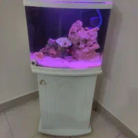 اکواریوم ابشور کامل با ماهی|ماهی|شیراز, ریشمک|دیوار