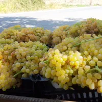 نهال انگور|خدمات باغبانی و درختکاری|موچش, |دیوار