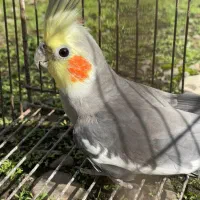 عروس هلندی جفت|پرنده|ضیابر, |دیوار