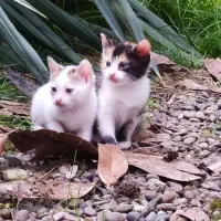 واگذاری بچه گربه با مادر