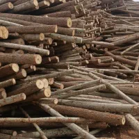 خرید چوب باغی وحیاتی|خدمات باغبانی و درختکاری|پارس‌آباد, |دیوار