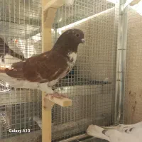 تعدادی کبوتر بلندپرواز وسیاه و|پرنده|شیراز, تندگویان|دیوار