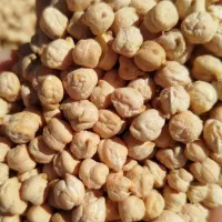 نخود پاییزه منصور