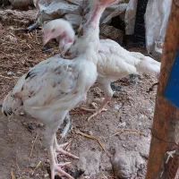 جوجه لاری اصیل دانگ بالا و مرغ برهما لایت