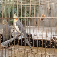 جفت عروس هلندی