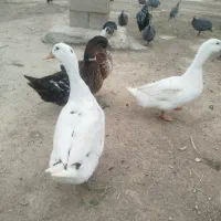 اردک|حیوانات مزرعه|نائین, |دیوار