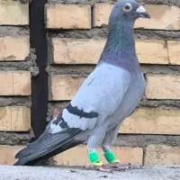 ۵ عدد کفتر سبز و پولیکی المانی اراذل سروکله دار|پرنده|مشهد, رضاییه|دیوار