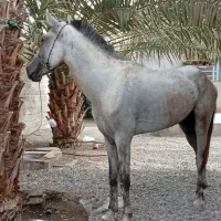 اسب نریان
