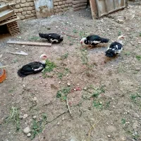 اردک اسرائیلی و محلی