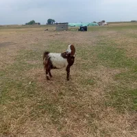 بز پاکستانی ۵ماه آبستن سه شکم قیمت ۱۳۰۰۰۰۰۰