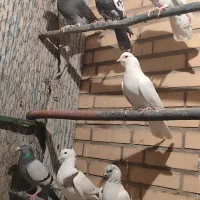 سلام دوستا گفتر تهرانی با شهر ستانی عوز میگنم|پرنده|جوادآباد, |دیوار