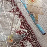 عروسهلندی|پرنده|رضویه, |دیوار