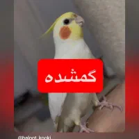 گمشده