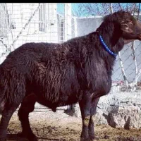 بره نر زنده