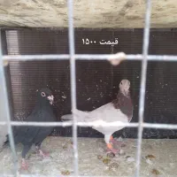 سار  و پلنگ جفتی