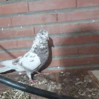 نر قلمکار هندی