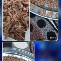 ریشه ثعلب با کیفیت