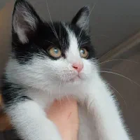 گربه|گربه|رشت, بازار|دیوار