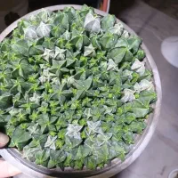 کاکتو س|گل و گیاه طبیعی|شاهینشهر, طالقانی|دیوار