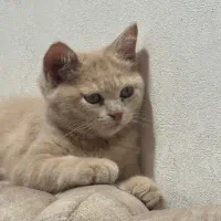 گربه اسکاتیش|گربه|علی‌آباد کتول, |دیوار