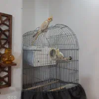 عروس هلندی ماده|پرنده|تهران, دستغیب|دیوار