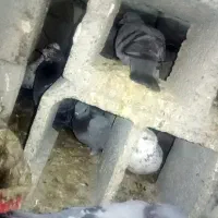 کبوتر|پرنده|رودخانه, |دیوار