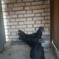 مرغ و خروس ایام سمانی جوان اصل اندونزی