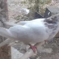 کبوتر فروشی|پرنده|گلپایگان, |دیوار