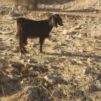 بز‌بزغاله‌جوان‌داشتی‌شیش‌عدد