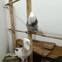 یک جفت طوقی هفترنگ