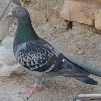 ساعت