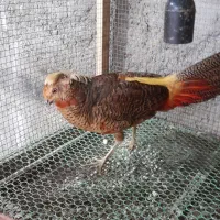 فروش نر بلژیکی جوان