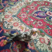 عروس هلندی|پرنده|تبریز, |دیوار