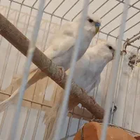 مرغ عشق پروانه‌ی یک جفت|پرنده|نیشابور, چمبران|دیوار