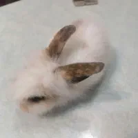 خرگوش لوپ|موش و خرگوش|نجفآباد, شهدای غربی|دیوار