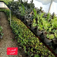 گل زیر قیمت|گل و گیاه طبیعی|بابل, |دیوار