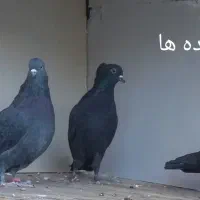 کبوتر پرشی|پرنده|نقده, |دیوار