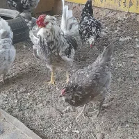 مرغ گلین طوسی فروش تخمرغ