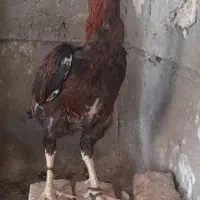 حراج لاری زیر قیمت همه جا