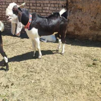 نربز اصیل درشت و قواره دار فروشی|حیوانات مزرعه|نصر آباد, |دیوار