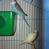 مرغ عشق معاوضه با عروس هلندی