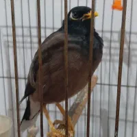 مرغ مینا سخنگوباهوش و زبل