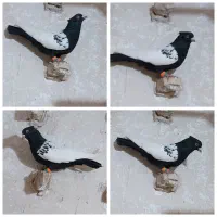 کبوترجفتگاه