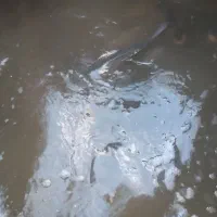 ماهی زنده از خوزستان قزل آزاد