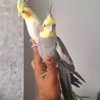 جفت عروس هلندی|پرنده|بجنورد, |دیوار