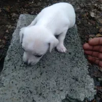 سگ خرید و فروش