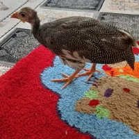تعدادی وسایل وحیوان باقیمت مناسب به فروش میرسد|تخت و سرویس خواب|مشهد, توس (بلوار توس)|دیوار