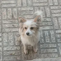 سگ پاپی