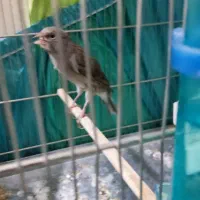 قناری دوساله دهن سر لر بخون دهن ایوب رحمتی|پرنده|بومهن, |دیوار