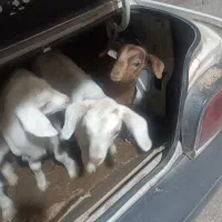 بز غاله|حیوانات مزرعه|برخوار, |دیوار